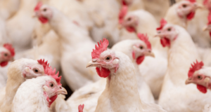 सावधान ! राज्यामध्ये बर्ड फ्लू विषाणूचा प्रादुर्भाव नाही – अतिरिक्त पशुसंवर्धन आयुक्त