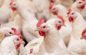 सावधान ! राज्यामध्ये बर्ड फ्लू विषाणूचा प्रादुर्भाव नाही – अतिरिक्त पशुसंवर्धन आयुक्त