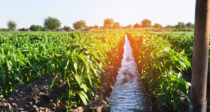 खरीपातील हंगामी पिकांना पाण्यासाठी शेतकऱ्यांनी पाणी अर्ज करावेत Kharif Water Application