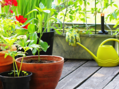 ग्रीन स्कुल-टेरेस फार्मिंग या अभिनव उपक्रमाचे शिक्षण मंत्री यांच्या हस्ते उदघाटन