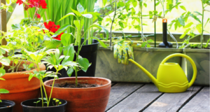 ग्रीन स्कुल-टेरेस फार्मिंग या अभिनव उपक्रमाचे शिक्षण मंत्री यांच्या हस्ते उदघाटन