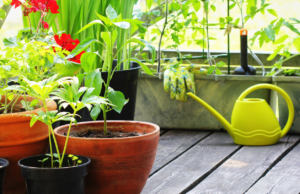 ग्रीन स्कुल-टेरेस फार्मिंग या अभिनव उपक्रमाचे शिक्षण मंत्री यांच्या हस्ते उदघाटन