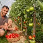 Toamto Rates Hike in India