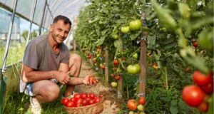 टोमॅटो दरवाढीच्या अनुषंगाने तातडीने उपाययोजना कराव्यात : कृषि आयुक्त Toamto Rates Hike in India