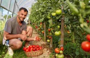 टोमॅटो दरवाढीच्या अनुषंगाने तातडीने उपाययोजना कराव्यात : कृषि आयुक्त Toamto Rates Hike in India