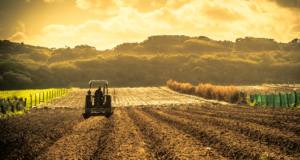 पीक विमा भरण्यास 3 दिवसांची मुदतवाढ : 3 ऑगस्टपर्यंत पीक विमा भरता येणार – कृषिमंत्री agriculture insurance