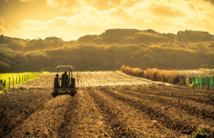 पीक विमा भरण्यास 3 दिवसांची मुदतवाढ : 3 ऑगस्टपर्यंत पीक विमा भरता येणार – कृषिमंत्री agriculture insurance