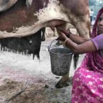 cow milk rate in maharashtra