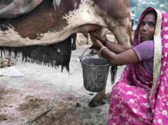 गायीच्या दुधाला प्रतिलिटर ३४ रुपयांचा किमान दर-दुग्धविकास मंत्री राधाकृष्ण विखे-पाटील cow milk rate in maharashtra