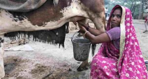 गायीच्या दुधाला प्रतिलिटर ३४ रुपयांचा किमान दर-दुग्धविकास मंत्री राधाकृष्ण विखे-पाटील cow milk rate in maharashtra