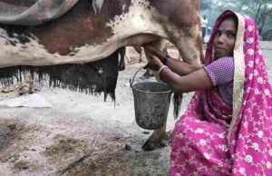 गायीच्या दुधाला प्रतिलिटर ३४ रुपयांचा किमान दर-दुग्धविकास मंत्री राधाकृष्ण विखे-पाटील cow milk rate in maharashtra