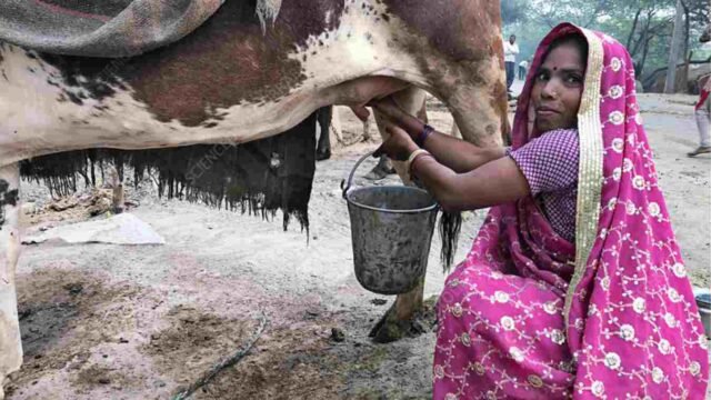 cow milk rate in maharashtra