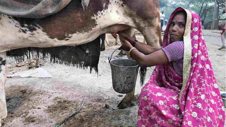 गायीच्या दुधाला प्रतिलिटर ३४ रुपयांचा किमान दर-दुग्धविकास मंत्री राधाकृष्ण विखे-पाटील