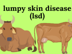 लम्पी आजाराने मृत जनावरांच्या पशुपालकांना अर्थसहाय्य देण्याची प्रक्रिया सुरू-मंत्री राधाकृष्ण विखे -पाटील