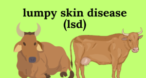 लम्पी आजाराने मृत जनावरांच्या पशुपालकांना अर्थसहाय्य देण्याची प्रक्रिया सुरू-मंत्री राधाकृष्ण विखे -पाटील