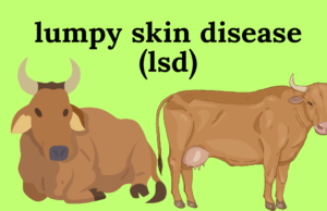 लम्पी आजाराने मृत जनावरांच्या पशुपालकांना अर्थसहाय्य देण्याची प्रक्रिया सुरू-मंत्री राधाकृष्ण विखे -पाटील