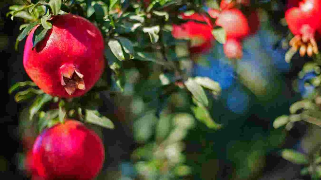 Pomegranates Export