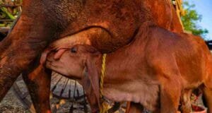 ‘राष्ट्रीय गोपाल रत्न पुरस्कार-2023’ साठी 15 सप्टेंबरपर्यंत अर्ज करण्याचे आवाहन Gopal Ratna Award-2023