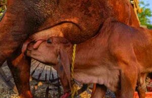 ‘राष्ट्रीय गोपाल रत्न पुरस्कार-2023’ साठी 15 सप्टेंबरपर्यंत अर्ज करण्याचे आवाहन Gopal Ratna Award-2023