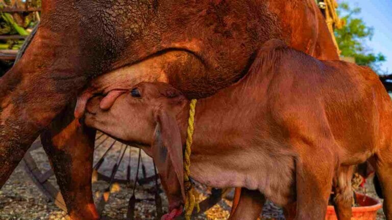 ‘राष्ट्रीय गोपाल रत्न पुरस्कार-2023’ साठी 15 सप्टेंबरपर्यंत अर्ज करण्याचे आवाहन