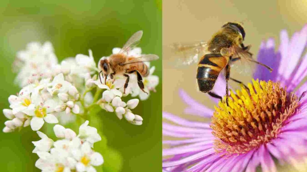 Honey Bee Keeping