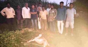 तळोदा तालुक्यातील मोड शिवारात शेळींच्या कळपावर बिबट्याचा हल्ला Leopard Attack
