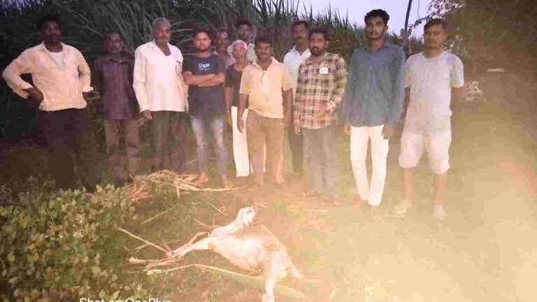 तळोदा तालुक्यातील मोड शिवारात शेळींच्या कळपावर बिबट्याचा हल्ला
