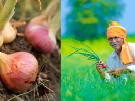 Onion subsidy