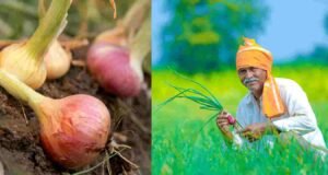 प्रती क्विंटल रू.३५० प्रमाणे कांदा अनुदान रक्कम शेतकऱ्यांना लवकरच वितरित होणार Onion subsidy