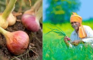 प्रती क्विंटल रू.३५० प्रमाणे कांदा अनुदान रक्कम शेतकऱ्यांना लवकरच वितरित होणार Onion subsidy