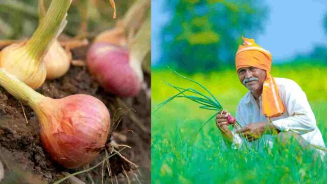 Onion subsidy