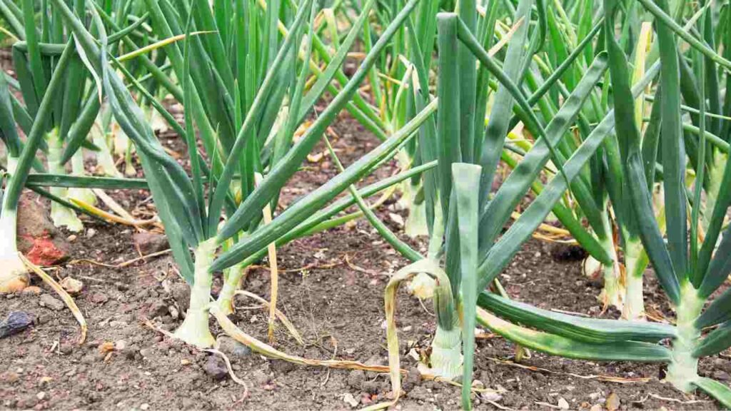 Onion subsidy