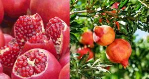 शेतकर्यांसाठी आशादायी ! पहिल्यांदाच डाळिंबाची अमेरिकेला हवाई मार्गाने निर्यात Pomegranates Export