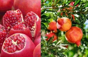 शेतकर्यांसाठी आशादायी ! पहिल्यांदाच डाळिंबाची अमेरिकेला हवाई मार्गाने निर्यात Pomegranates Export