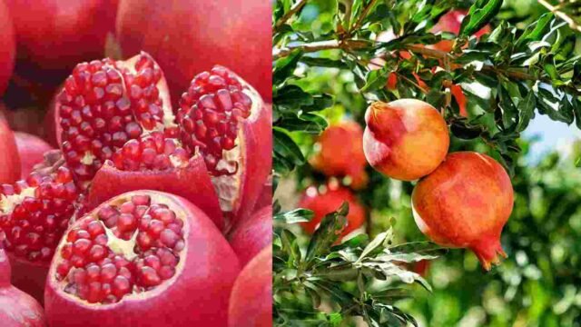 Pomegranates Export