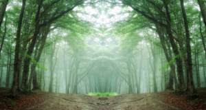 अनुसूचित जमाती जमिनीचा मालकी हक्क देण्यासंदर्भात केंद्र सरकारला शिफारस करणार : वनमंत्री ST Tribal Land