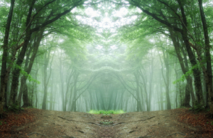 अनुसूचित जमाती जमिनीचा मालकी हक्क देण्यासंदर्भात केंद्र सरकारला शिफारस करणार : वनमंत्री ST Tribal Land