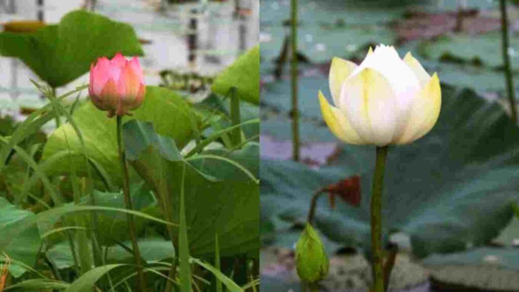 namoh 108 lotus