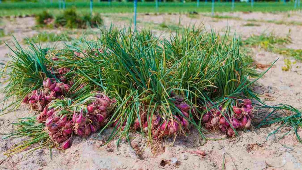 Onion subsidy