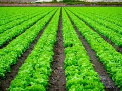 खरीप पीक स्पर्धेसाठी शेतकऱ्यांनी 31 ऑगस्टपर्यंत सहभागी व्हावे-राकेश वाणी kharif crop competition