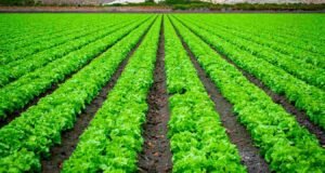 खरीप पीक स्पर्धेसाठी शेतकऱ्यांनी 31 ऑगस्टपर्यंत सहभागी व्हावे-राकेश वाणी kharif crop competition