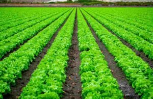 खरीप पीक स्पर्धेसाठी शेतकऱ्यांनी 31 ऑगस्टपर्यंत सहभागी व्हावे-राकेश वाणी kharif crop competition