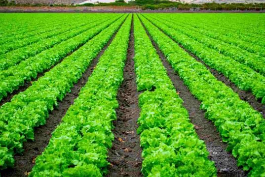 खरीप पीक स्पर्धेसाठी शेतकऱ्यांनी 31 ऑगस्टपर्यंत सहभागी व्हावे-राकेश वाणी kharif crop competition