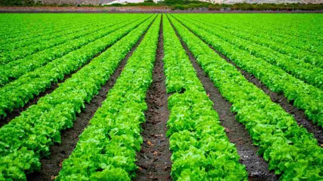 kharif crop competition