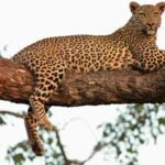 leopard attack