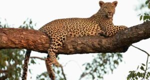 बिबट्याचा हल्ल्यात १२ वर्षीय बालकाचा मृत्यु leopard attack