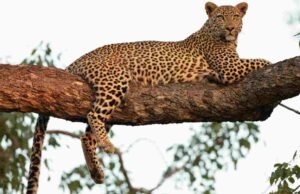 बिबट्याचा हल्ल्यात १२ वर्षीय बालकाचा मृत्यु leopard attack