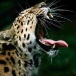 leopard attack at Ranzani in Taloda taluka