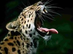 तळोदा तालुक्यातील रांझणी येथे बिबट्याच्या हल्ल्यात जगदीश पाडवी जखमी leopard attack at Ranzani in Taloda taluka