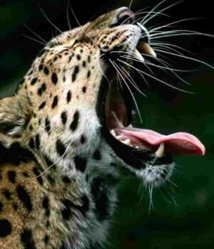 तळोदा तालुक्यातील रांझणी येथे बिबट्याच्या हल्ल्यात जगदीश पाडवी जखमी leopard attack at Ranzani in Taloda taluka
